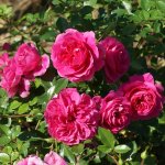 Grannys Delight Rose Std 90CM