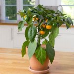 Capsicum Pot Pepper Yellow Tomato - Sweet Pepper Seed - 100 Raw Seed