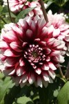 Dahlia Terrace – “tango” Bulbs