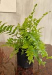 Nephrolepis Macho Fern 19CM Pot