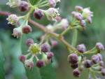 Noltea Africana 10LT Soap Bush