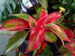 Aglaonema King Of Siam 23CM Pot