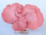 Pink Coral Ornament On Perspex Base – 23X33CM