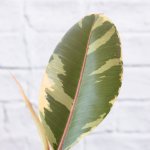 Rubber Tree - Tineke - Large - 30CM Nursery Pot 3 Per Pot