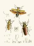 The Cabinet Of Oriental Entomology Pl Xxiv 1848 Art Print - A3
