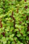 Portulacaria Afra Spekboom 2.5LT