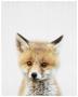 Baby Fox Canvas Print - 600MM X 600MM