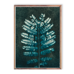 Thorn Tree Leaves II I Art Print - A3