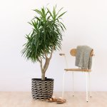 Dragon Tree - Alchemy - In 35CM Queen Ilala Palm Leaf Basket