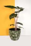 Pot Cover - Faces - Dark Green Medium
