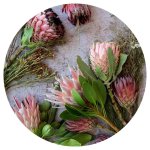 Floral Pink Mixed King Proteas Round Placemat