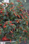 Cuphea Dynamite Seed - 10 Raw Seed