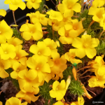 Oxalis Pardalis 5 Bulbs. Rare And Indigenous.