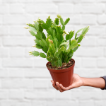 Christmas Cactus - 16CM Hanging Basket Small Plant