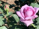 Twice In A Blue Moon Hybrid Tea Rose 5LT