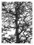 Japanese Garden 3 Art Print - A3