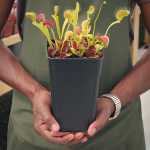Venus Fly Trap 'blood Moon' - Dormant Plant. 12CM Plastic Container.