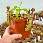 Tropical Pitcher Nepenthes 'copelandii'
