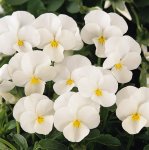 Viola Sorbet White Xp Seed - 500 Raw Seed