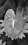 Wrapped In Beauty - B w Paperback