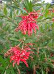 Grevillea Lady O 15CM Pot