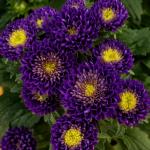 Aster Matsumoto Blue - 1000 Raw Seed