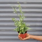 Silver Lace Fern