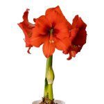 Amaryllis Symphony Single – Gold Medal Bulb