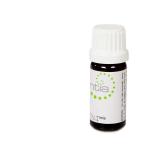 Escentia Frankincense Serrata Pure Essential Oil Boswellia Serrata - 20ML