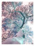 Fever Tree Art Print - A2