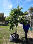 Eureka Lemon Tree