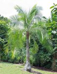 Ravenea Rivularis 125LT