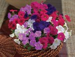 Petunia Picobella Mixed Seed - 25 Pelleted Seed