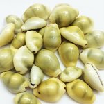 Pepperlonely 25PC Money Cowrie Sea Shells Monetaria Monta Shells 3 4 Inch 1-1 2 Inch