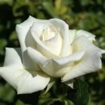 Full Sail Rose 5LT