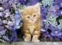 High Quality Collection Jigsaw Puzzle - Ginger Cat In Flowers 500 Pieces