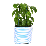 Blue Stripy Planter - Medium