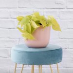 Philodendron Neon - In Pink Moon Planter