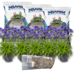 Upgrade Your Pot With This All-in-one Add On - Agapanthus