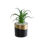 Sky Plant In Pot Green