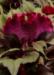Celosia Dracula Seed - 500 Pelleted Seed