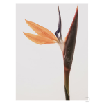 Queen's Flower Art Print - A1