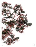 Flamboyant Art Print - A2