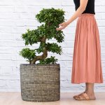 Ficus Ginseng - S-shape - In Black Stitch Sinan Basket