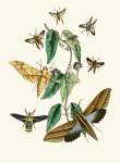 The Cabinet Of Oriental Entomology Pl Xxxi 1848 Art Print - A1