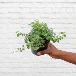 Climbing Fig - Variegated - 12CM Nursery Pot