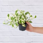Pothos - N'joy - 12CM Nursery Pot