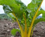 Seeds Basil Sweet 1G