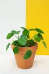 Chinese Money Plant - 12CM