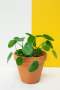 Chinese Money Plant - 12CM